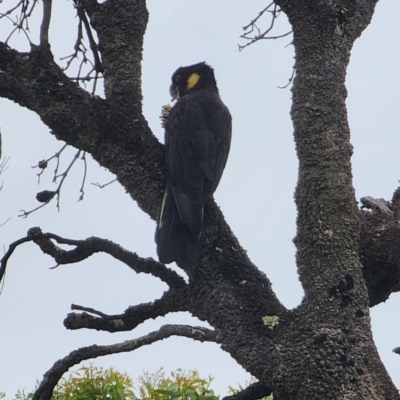 Zanda funerea (Yellow-tailed Black-Cockatoo) at Pretty Beach, NSW - 25 Dec 2023 by Steve818