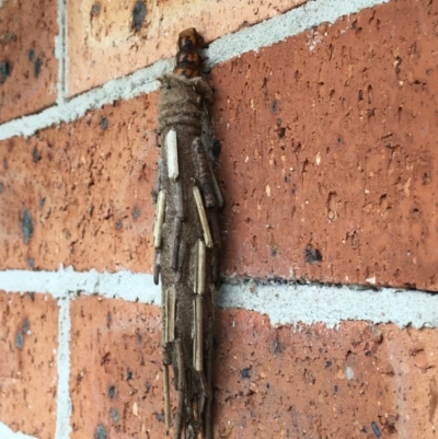 Metura elongatus (Saunders' case moth) at Wollondilly Local Government Area - 25 Dec 2023 by Freebird