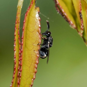 Chalcididae (family) at Harrison, ACT - suppressed