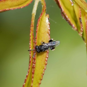 Chalcididae (family) at Harrison, ACT - 23 Dec 2023