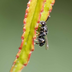 Chalcididae (family) at Harrison, ACT - 23 Dec 2023