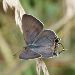 Jalmenus ictinus (Stencilled Hairstreak) at Mount Ainslie - 23 Dec 2023 by DPRees125