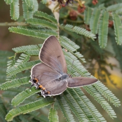 Jalmenus ictinus at Campbell Park Woodland - 24 Dec 2023 09:39 AM