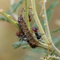 Jalmenus ictinus at Campbell Park Woodland - 24 Dec 2023 09:39 AM