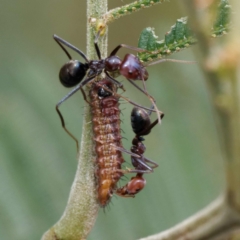 Jalmenus ictinus at Campbell Park Woodland - 24 Dec 2023 09:39 AM