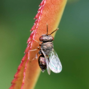 Chalcididae (family) at Harrison, ACT - 23 Dec 2023