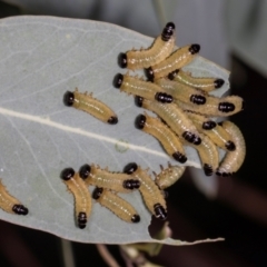 Paropsis atomaria (Eucalyptus leaf beetle) at Aranda, ACT - 5 Dec 2023 by AlisonMilton