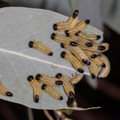 Paropsis atomaria (Eucalyptus leaf beetle) at Aranda, ACT - 6 Dec 2023 by AlisonMilton