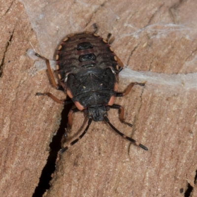 Diemenia rubromarginata (Pink-margined bug) at Aranda, ACT - 6 Dec 2023 by AlisonMilton