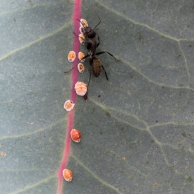 Eriococcidae sp. (family) (Unidentified felted scale) at Kuringa Woodlands - 14 Feb 2023 by AlisonMilton
