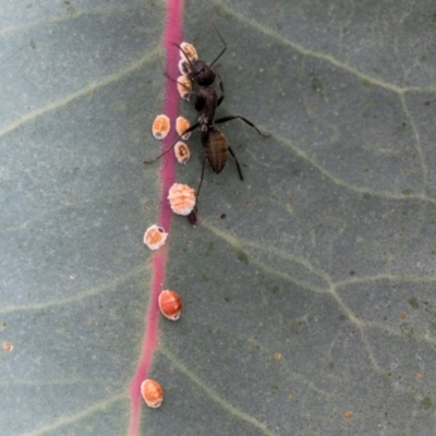 Unidentified Scale insect or Mealybug (Hemiptera, Coccoidea) at Kuringa Woodlands - 14 Feb 2023 by AlisonMilton