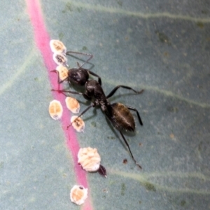 Camponotus aeneopilosus at Kuringa Woodlands - 14 Feb 2023