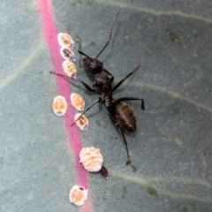 Camponotus aeneopilosus at Kuringa Woodlands - 14 Feb 2023