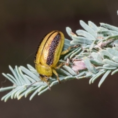 Calomela vittata (Acacia leaf beetle) at Kuringa Woodlands - 14 Feb 2023 by AlisonMilton