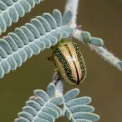 Calomela parilis at Kuringa Woodlands - 14 Feb 2023