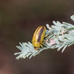 Calomela parilis at Kuringa Woodlands - 14 Feb 2023