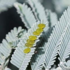 Calomela sp. (genus) (Acacia leaf beetle) at Kuringa Woodlands - 14 Feb 2023 by AlisonMilton