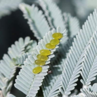 Calomela (genus) (Acacia leaf beetle) at Fraser, ACT - 14 Feb 2023 by AlisonMilton