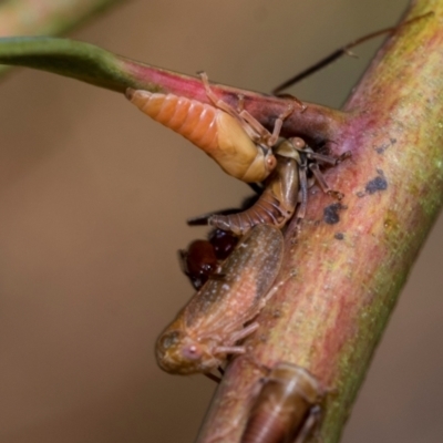 Unidentified Leafhopper or planthopper (Hemiptera, several families) at Fraser, ACT - 14 Feb 2023 by AlisonMilton