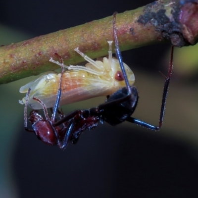 Cicadellidae (family) (Unidentified leafhopper) at Fraser, ACT - 14 Feb 2023 by AlisonMilton