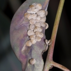 Unidentified Psyllid, lerp, aphid or whitefly (Hemiptera, several families) at Aranda, ACT - 5 Dec 2023 by AlisonMilton