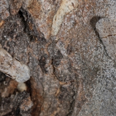 Ledromorpha planirostris (A leafhopper) at Aranda, ACT - 5 Dec 2023 by AlisonMilton