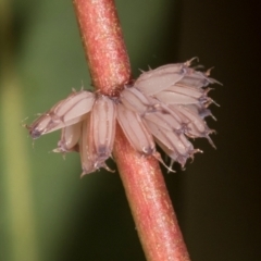 Paropsis atomaria (Eucalyptus leaf beetle) at Aranda, ACT - 6 Dec 2023 by AlisonMilton