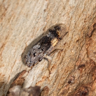 Stenocotis depressa (Leafhopper) at Aranda, ACT - 5 Dec 2023 by AlisonMilton