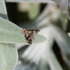 Austrotephritis fuscata (A fruit fly) at Aranda, ACT - 6 Dec 2023 by AlisonMilton