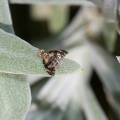 Austrotephritis fuscata (A fruit fly) at Aranda, ACT - 5 Dec 2023 by AlisonMilton