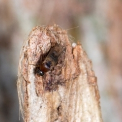 Unverified Other true fly at Aranda, ACT - 6 Dec 2023 by AlisonMilton