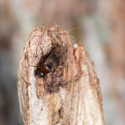 Unverified Other true fly at Aranda, ACT - 6 Dec 2023 by AlisonMilton