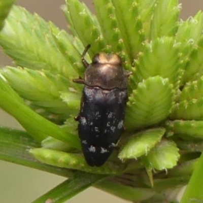 Diphucrania sp. (genus) (Jewel Beetle) at Wingecarribee Local Government Area - 22 Dec 2023 by Curiosity