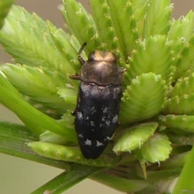 Diphucrania sp. (genus) (Jewel Beetle) at Mittagong, NSW - 22 Dec 2023 by Curiosity