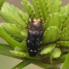 Diphucrania sp. (genus) (Jewel Beetle) at Mittagong, NSW - 22 Dec 2023 by Curiosity