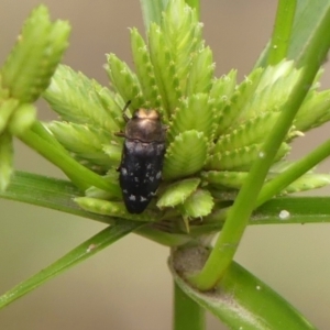 Diphucrania sp. (genus) at Wingecarribee Local Government Area - 22 Dec 2023