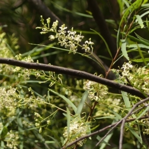 Lomatia myricoides at Wingecarribee Local Government Area - 22 Dec 2023 02:13 PM