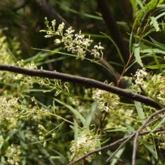 Lomatia myricoides (River Lomatia) at Mittagong, NSW - 22 Dec 2023 by Curiosity
