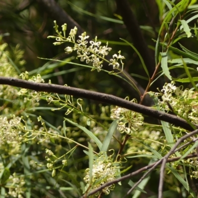Lomatia myricoides (River Lomatia) at Mittagong, NSW - 22 Dec 2023 by Curiosity