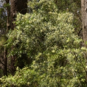 Lomatia myricoides at Wingecarribee Local Government Area - 22 Dec 2023 02:13 PM