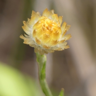 Coronidium rutidolepis at Wingecarribee Local Government Area - 22 Dec 2023 by Curiosity