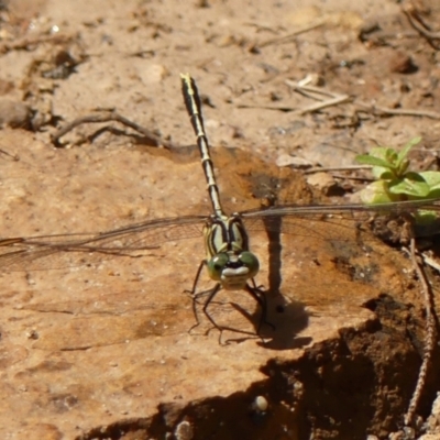 Austrogomphus guerini (Yellow-striped Hunter) at Mittagong, NSW - 22 Dec 2023 by Curiosity
