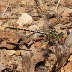 Austrogomphus guerini at Wingecarribee Local Government Area - 22 Dec 2023 02:56 PM