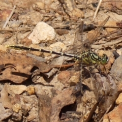 Austrogomphus guerini at Wingecarribee Local Government Area - 22 Dec 2023