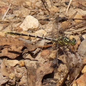 Austrogomphus guerini at Wingecarribee Local Government Area - 22 Dec 2023 02:56 PM