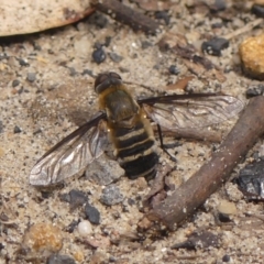 Villa sp. (genus) (Unidentified Villa bee fly) at Mittagong, NSW - 22 Dec 2023 by Curiosity