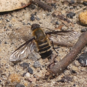 Villa sp. (genus) at Wingecarribee Local Government Area - 22 Dec 2023 03:07 PM