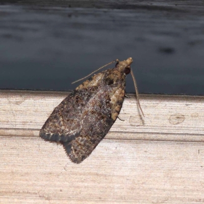 Unidentified Tortricid moth (Tortricidae) at Turner, ACT - 10 Dec 2023 by ConBoekel