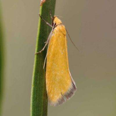 Eulechria electrodes (Yellow Eulechria Moth) at Dryandra St Woodland - 10 Dec 2023 by ConBoekel