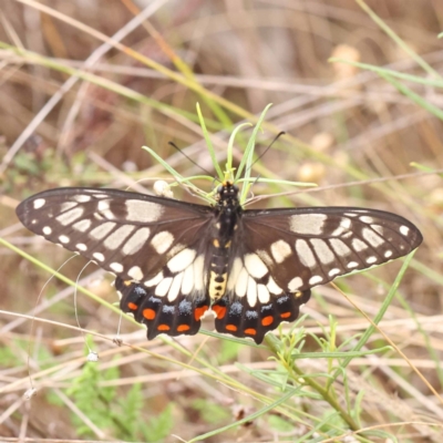 Papilio anactus (Dainty Swallowtail) at Dryandra St Woodland - 10 Dec 2023 by ConBoekel